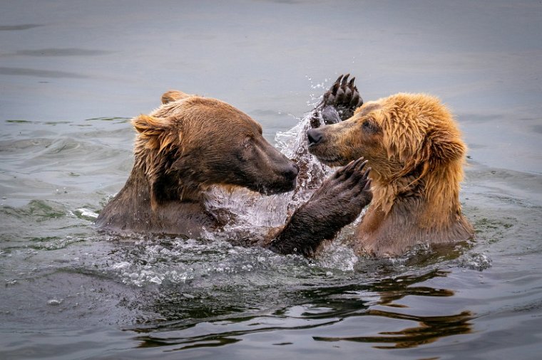 154 Katmai NP, bruine beren.jpg